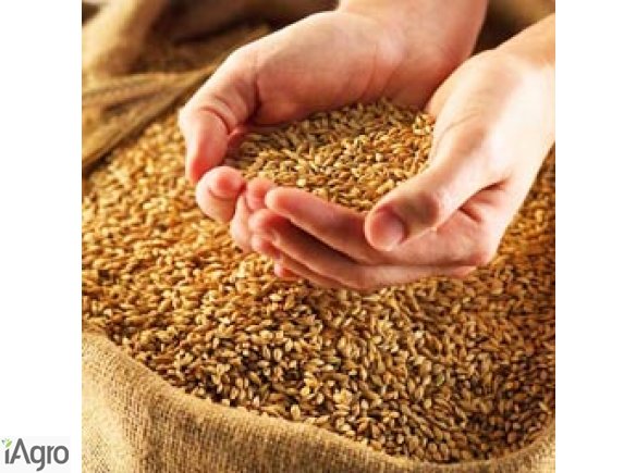 Sprzedaży ziarna z Ukrainy