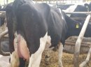 Krowy mleczne z NIEMIEC I Z DANII- WYSOKA WYDAJNOŚĆ - zdjęcie 2