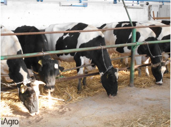 Sprzedam krowy pierwiastki