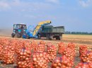Ukraina.Ziemniaki jadalne pakowane 25kg.Cena 0,30 zl/kg