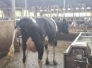Krowy mleczne z NIEMIEC I Z DANII- WYSOKA WYDAJNOŚĆ