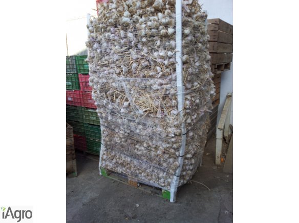 Sprzedam czosnek Hiszpański ILOŚCI TIROWE