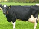 Jałówki cielne, krowy mleczne HF- Dania, Holandia