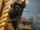 Małpka małpka samica Marmozeta zwyczajna/białoucha - zdjęcie 1