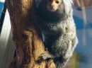 Małpka małpka samica Marmozeta zwyczajna/białoucha