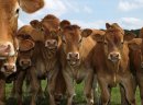 Skup żywca - bydła i trzody
