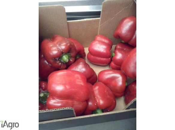 Papryka z Almerii (Hiszpania)