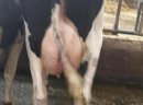 Krowy mleczne z NIEMIEC I Z DANII- WYSOKA WYDAJNOŚĆ