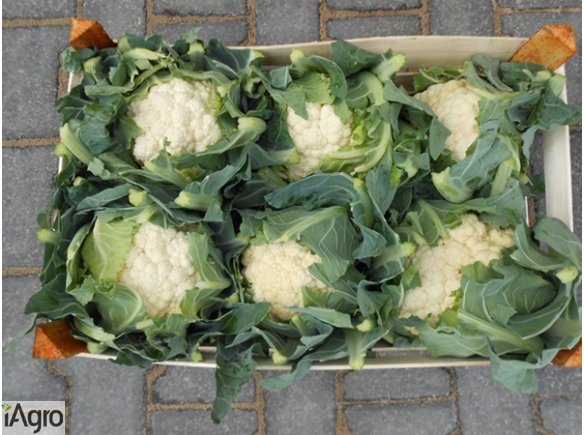 Sprzedam Bardzo Ładny Kalafior