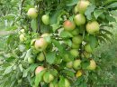 Ukraina.Skupujemy jablka,jagody,owoce lesne z przeznaczeniem na soki - zdjęcie 1