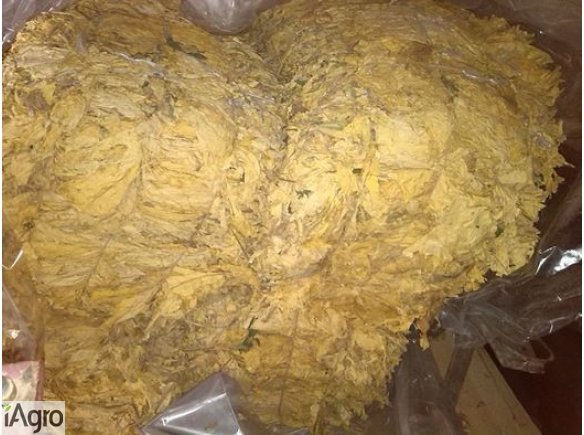 Sprzedam liscie  virgini