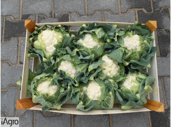 Sprzedam kalafior
