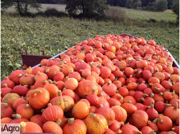 Dynia - sprzedam dynię jadalną Hokkaido - duża ilość