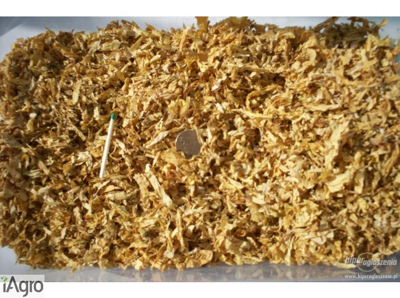 NAJWYŻSZEJ JAKOŚCI TYTOŃ! 70 ZŁ