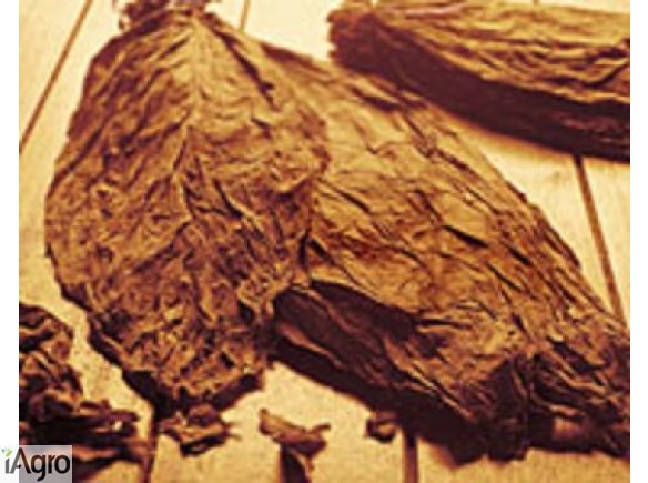 Sprzedam liście tytoniu TANIO