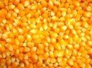Kukurydza z Ukrainy