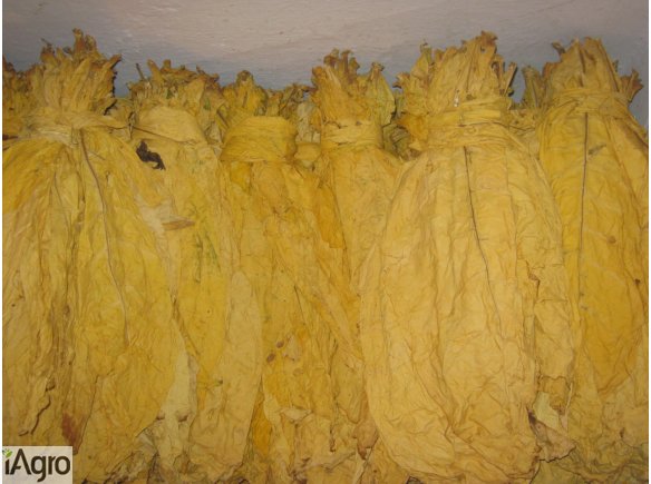 Tytoń Liście Virginia Burley po fermentacji hurtlisc