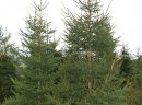 Choinki, drzewka bożonarodzeniowe, świąteczne, swierki - zdjęcie 1
