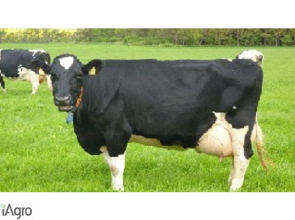 Jałówki cielne, krowy mleczne HF- Dania, Niemcy! RABAT 500zł!