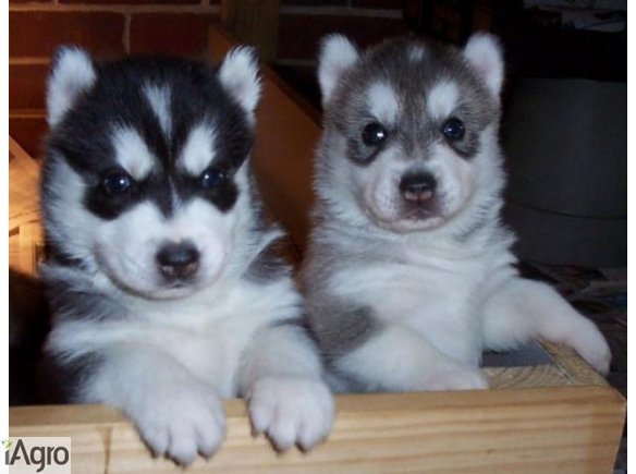  Husky szczeniaki szukają domu  