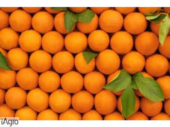 Sprzeda pomarańcze