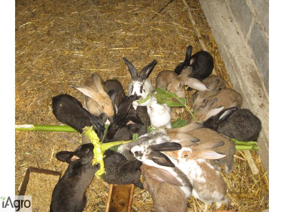 Mięso z królika, króliki, świeże tuszki ekologiczne