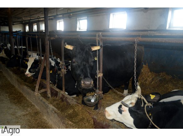 Sprzedam krowy mleczne zacielone -  likwidacja stada 16sztuk 
