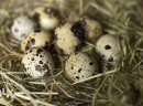 Jajka przepiórcze lęgowe i spożywcze ekologiczne- przepiórka japońska - zdjęcie 1