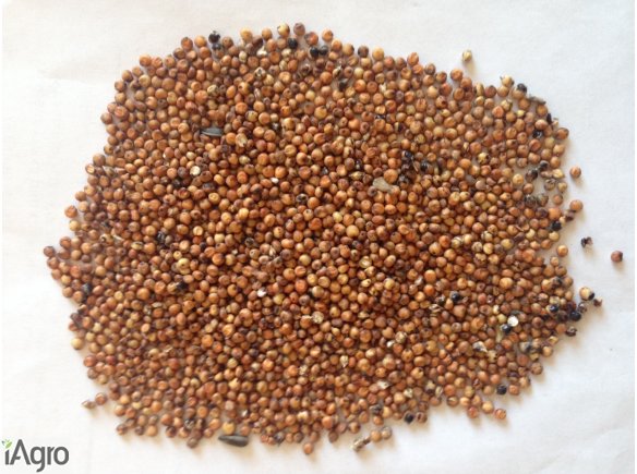 Sprzedawanie sorgo czerwony, żółty, czerwony musztardę proso, proso żółte.