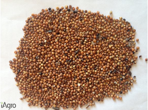 Sprzedawanie sorgo czerwony, żółty, czerwony musztardę proso, proso żółte.