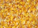 KUKURYDZA SUCHA