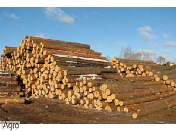 Ukraina.Gospodarstwo lesne oferuje calorocznie choinki,sadzonki,drewno w klodach.Cena 15 zl/m3