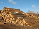 Ukraina.Gospodarstwo lesne oferuje calorocznie choinki,sadzonki,drewno w klodach.Cena 15 zl/m3