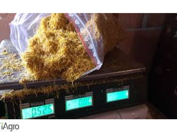 SPRAWDZONY TYTOŃ! 75 ZŁ!