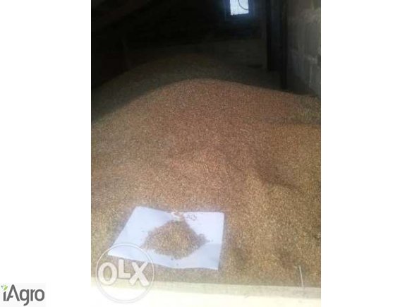 Pszenica z tegorocznego zbioru z workowana lubelskie