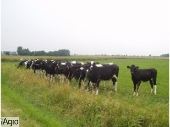 Ukraina.Krowy,jalowki,cielaki.Mleko 4%,cena 0,50 zl/litr