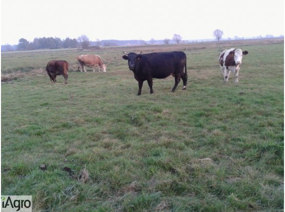 Sprzedam mięsne krowy