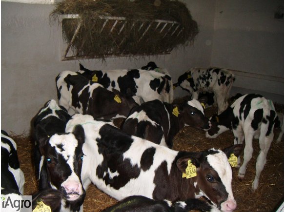 Sprzedaż jałowic cielnych