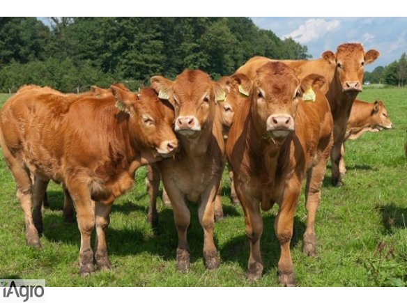 Sprzedaż bydła rzeźnego