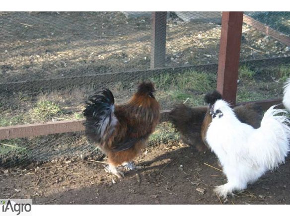 Kurki miniaturowe  ozdobne sprzedam