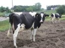 Krowy i pierwiastki z Niemiec i Danii - zdjęcie 1