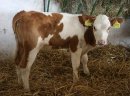 Sprzedaż cieląt ras mięsnych!!! - zdjęcie 2