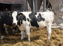 Krowy pierwiastki z Nemiec i Danii - zdjęcie 1