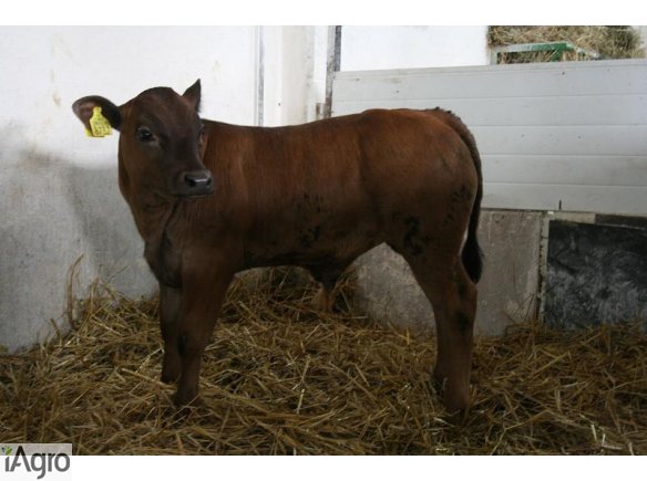 Sprzedaż cieląt ras mięsnych!!!