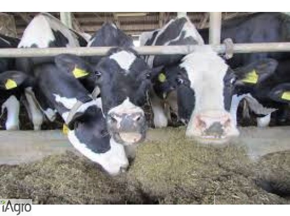 Stado krów mlecznych, 70 sztuk