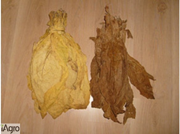 Liście tytoniu Virginia, Buley, Skroniowski Małopolskie
