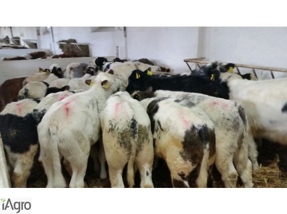 Sprzedaż cieląt ras mięsnych!!!