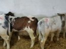 Sprzedaż cieląt ras mięsnych!!! - zdjęcie 3