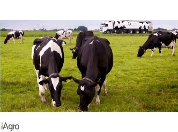 Krowy , pierwiastki, jałówki wysokocielne Holandia Niemcy Dania