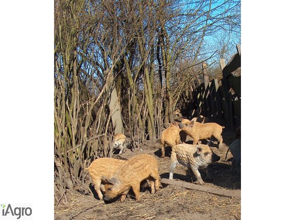 Prosięta Mangalica (Węgierska świnia pastwiskowa)